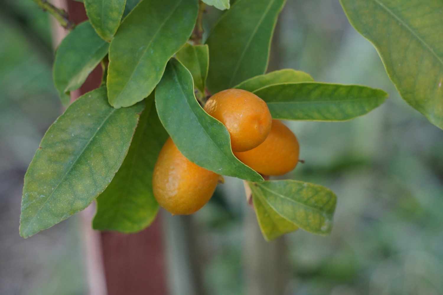 Kumquat