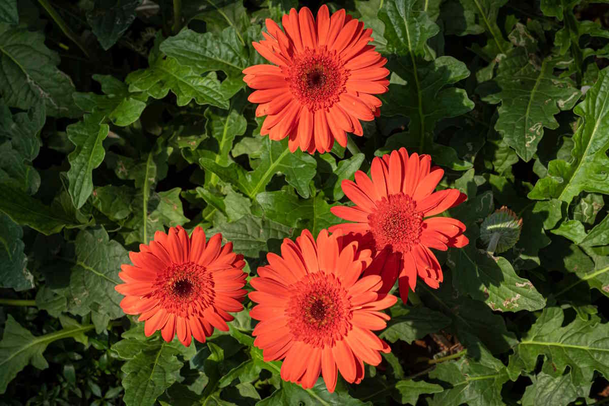gerbera