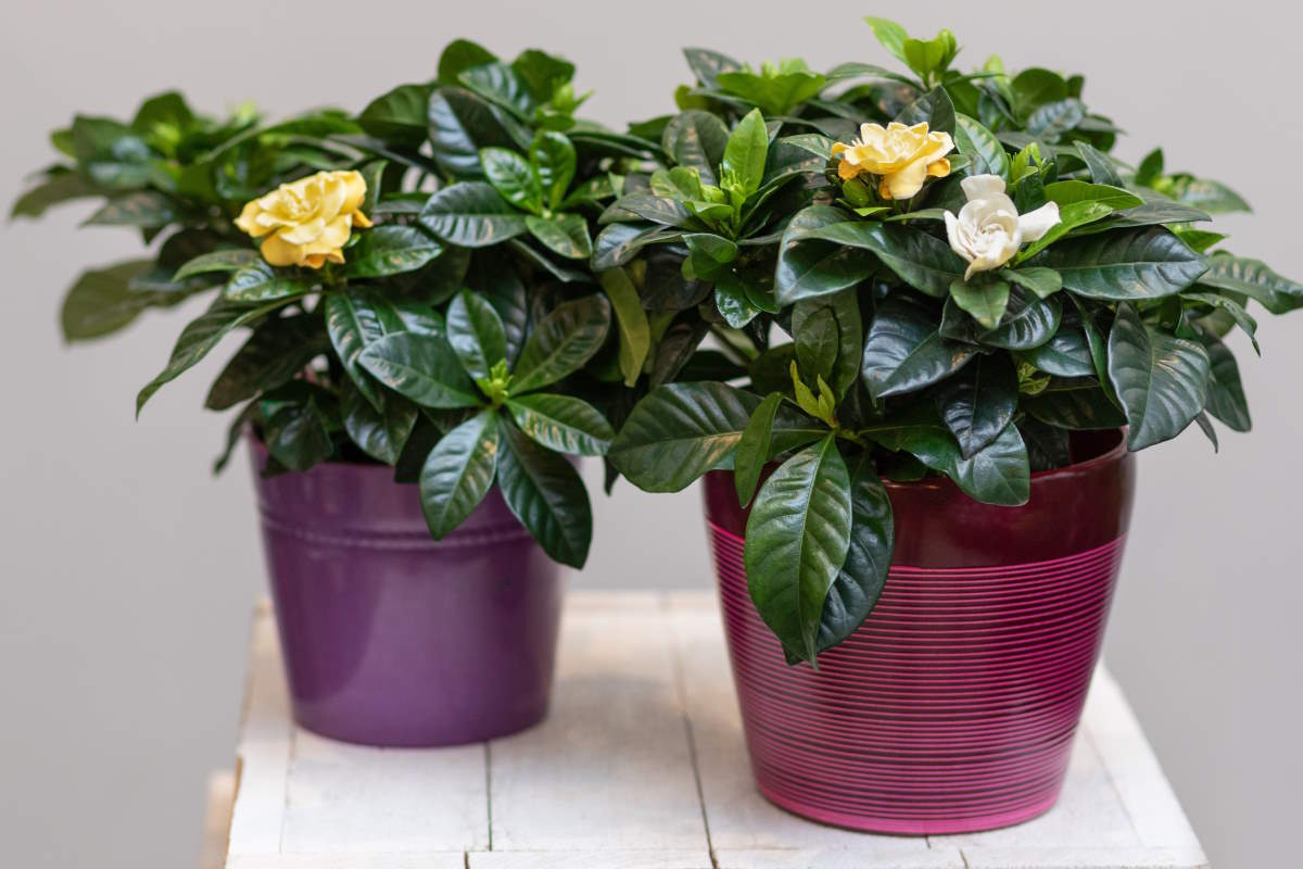 Cultivate Gardenia Vaso