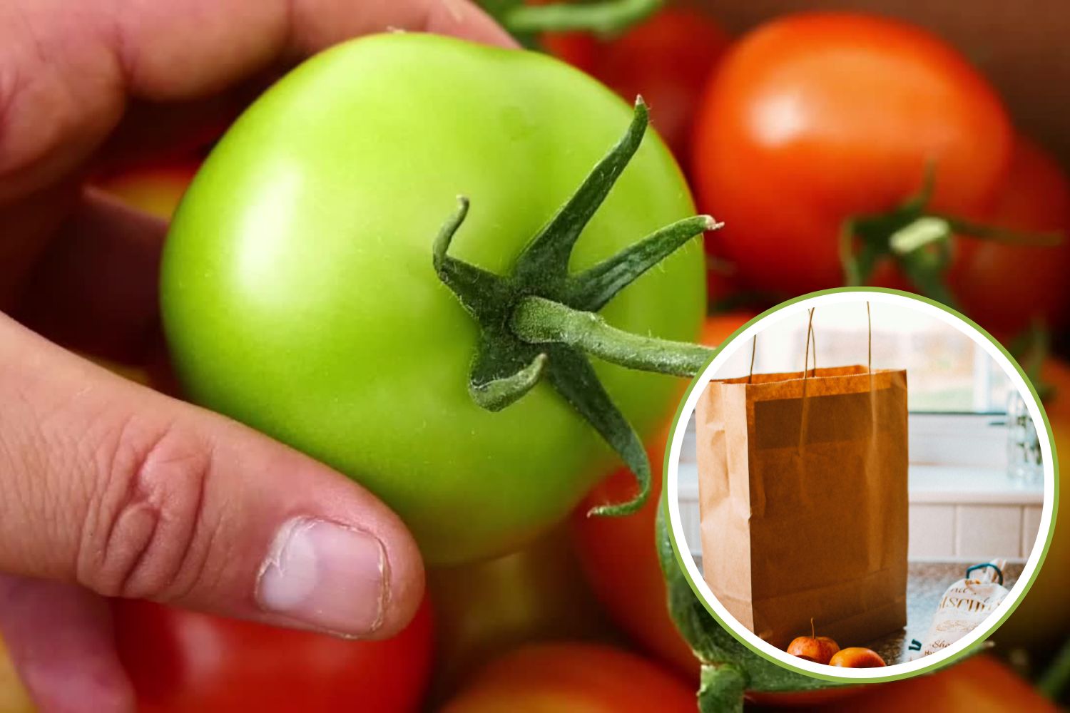 maturazione pomodori