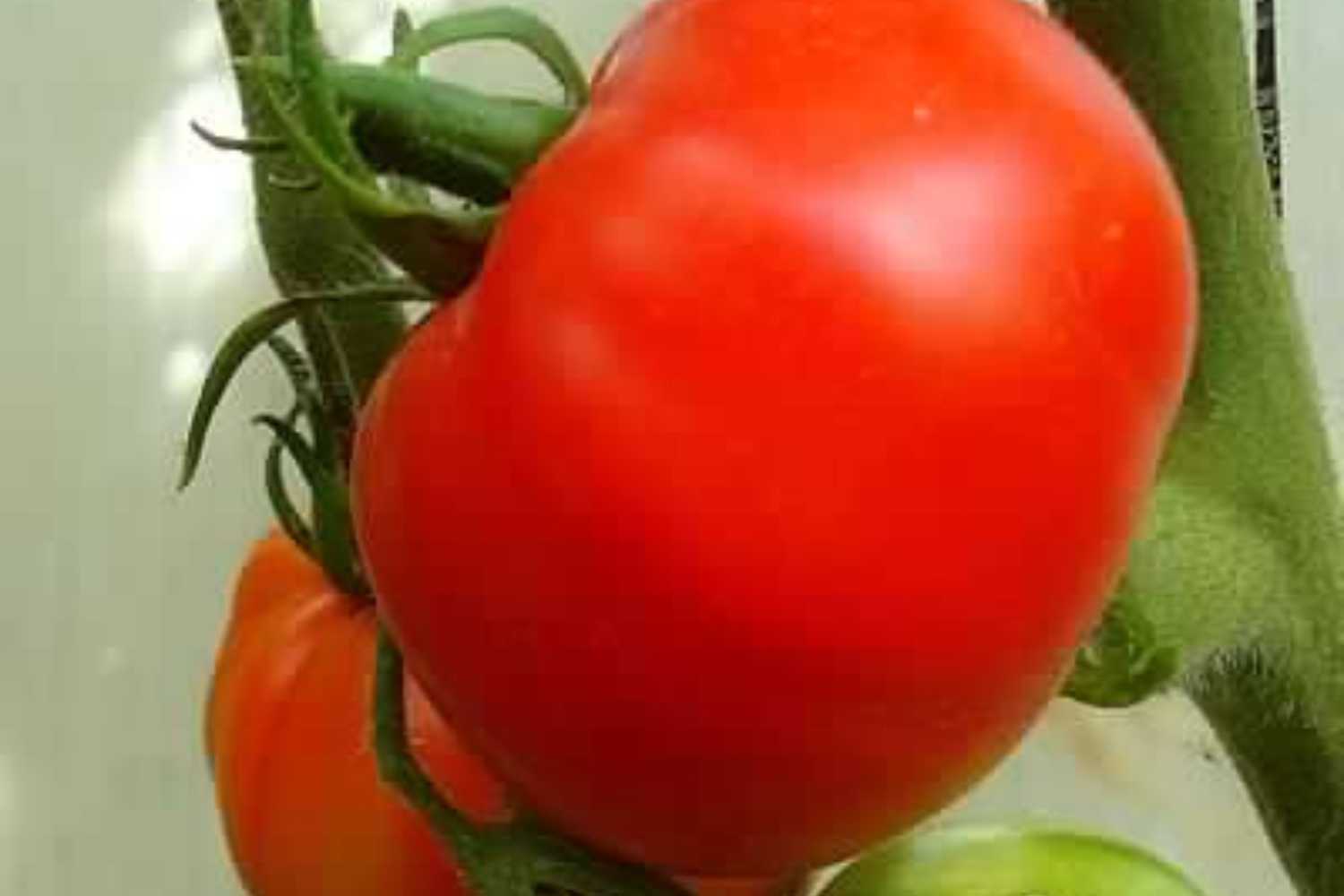 Douchette de Fougères