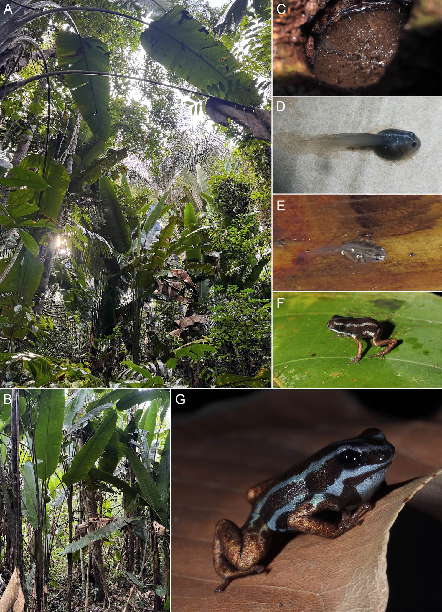 New frog tiny arrow amazzonia