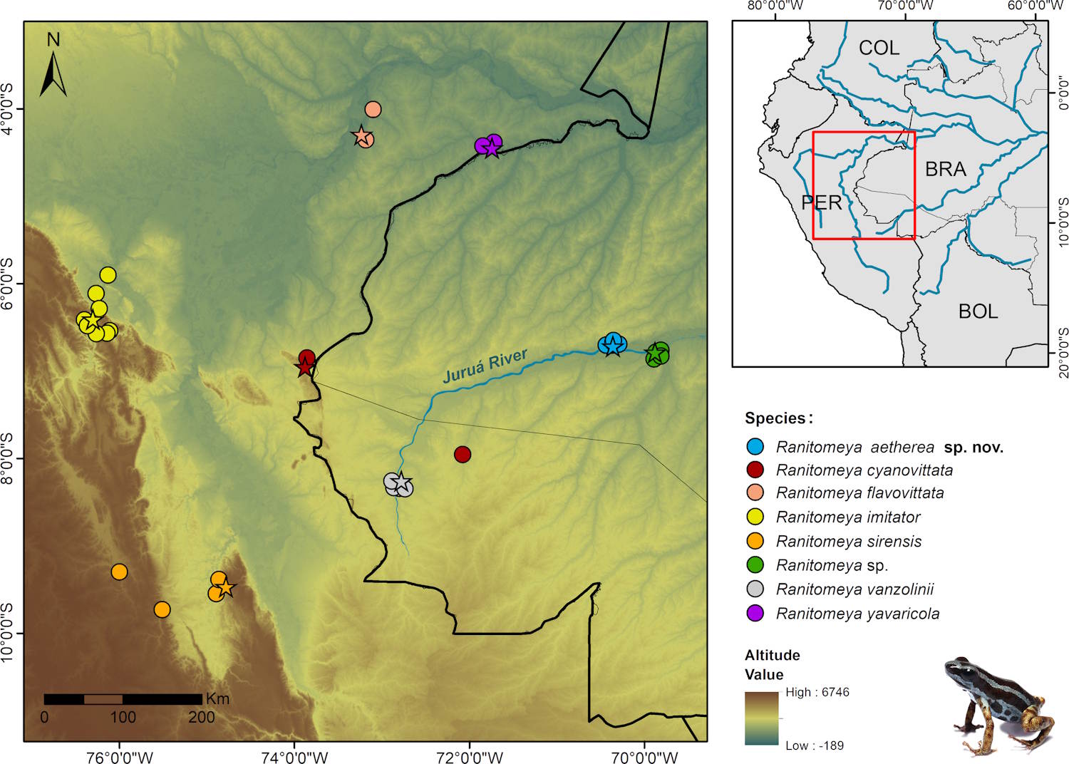 New frog tiny arrow amazzonia