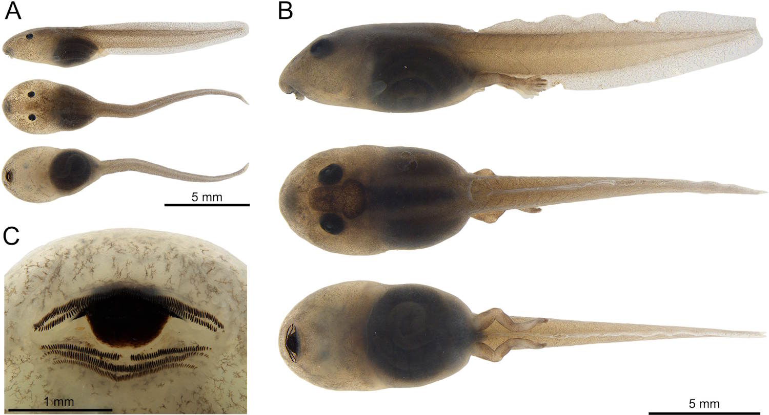 New frog tiny arrow amazzonia