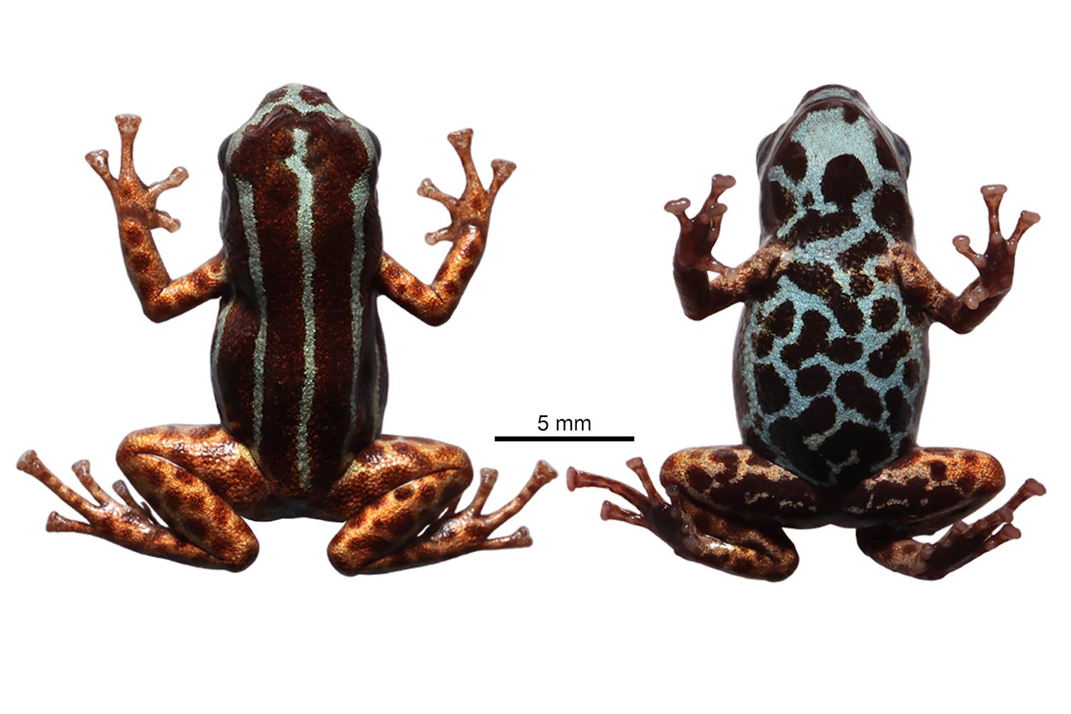 nuova rana freccia minuscola amazzonia