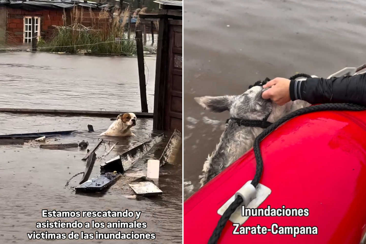 Animali inondazioni Argentina