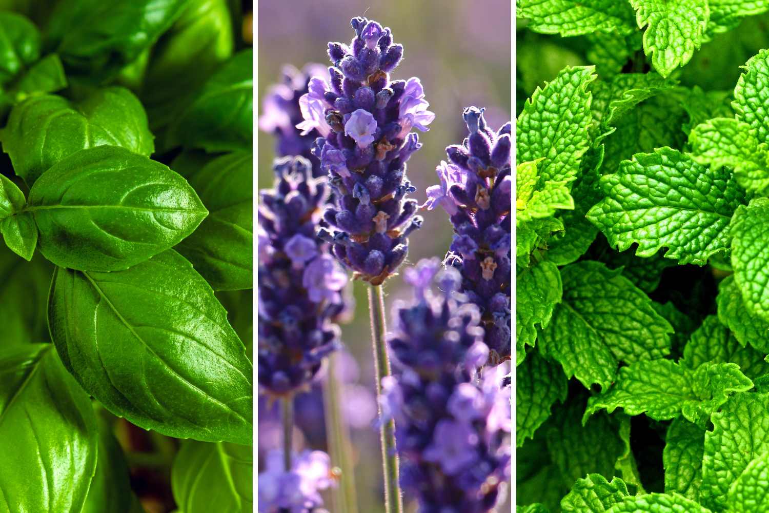 Basil, lavender and peppermint