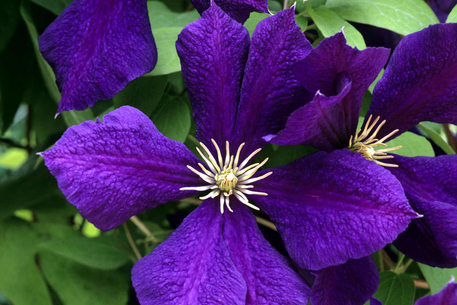 Clematis Jackmanii