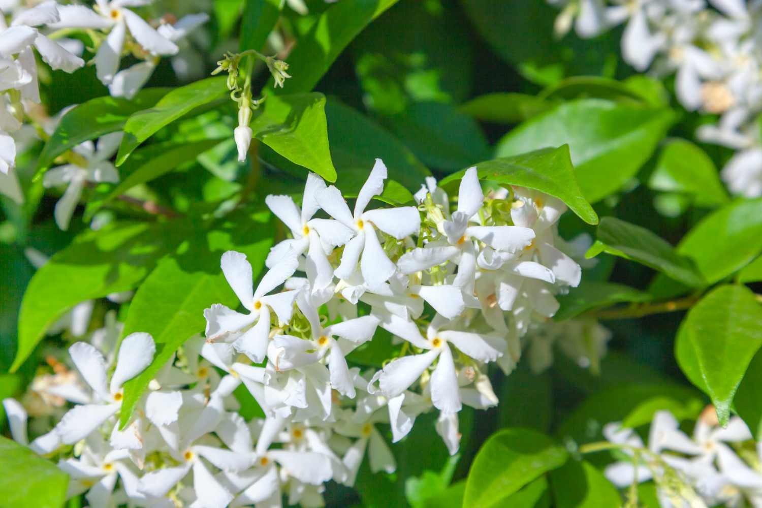 Trachelospermum jasminoides