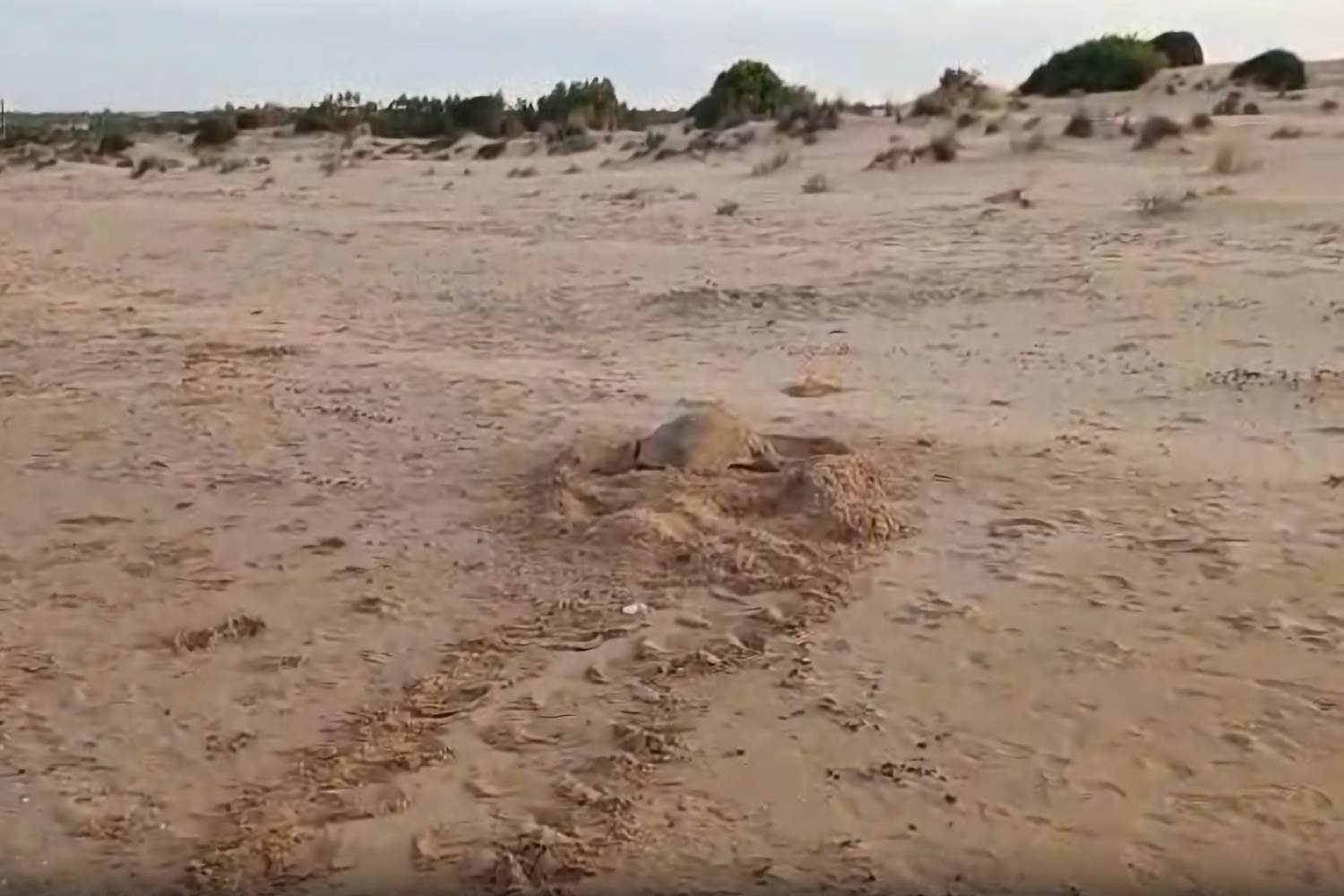 How wonderful! There are three new marine turtle nests in Sicily (and now there are six nests on the island)