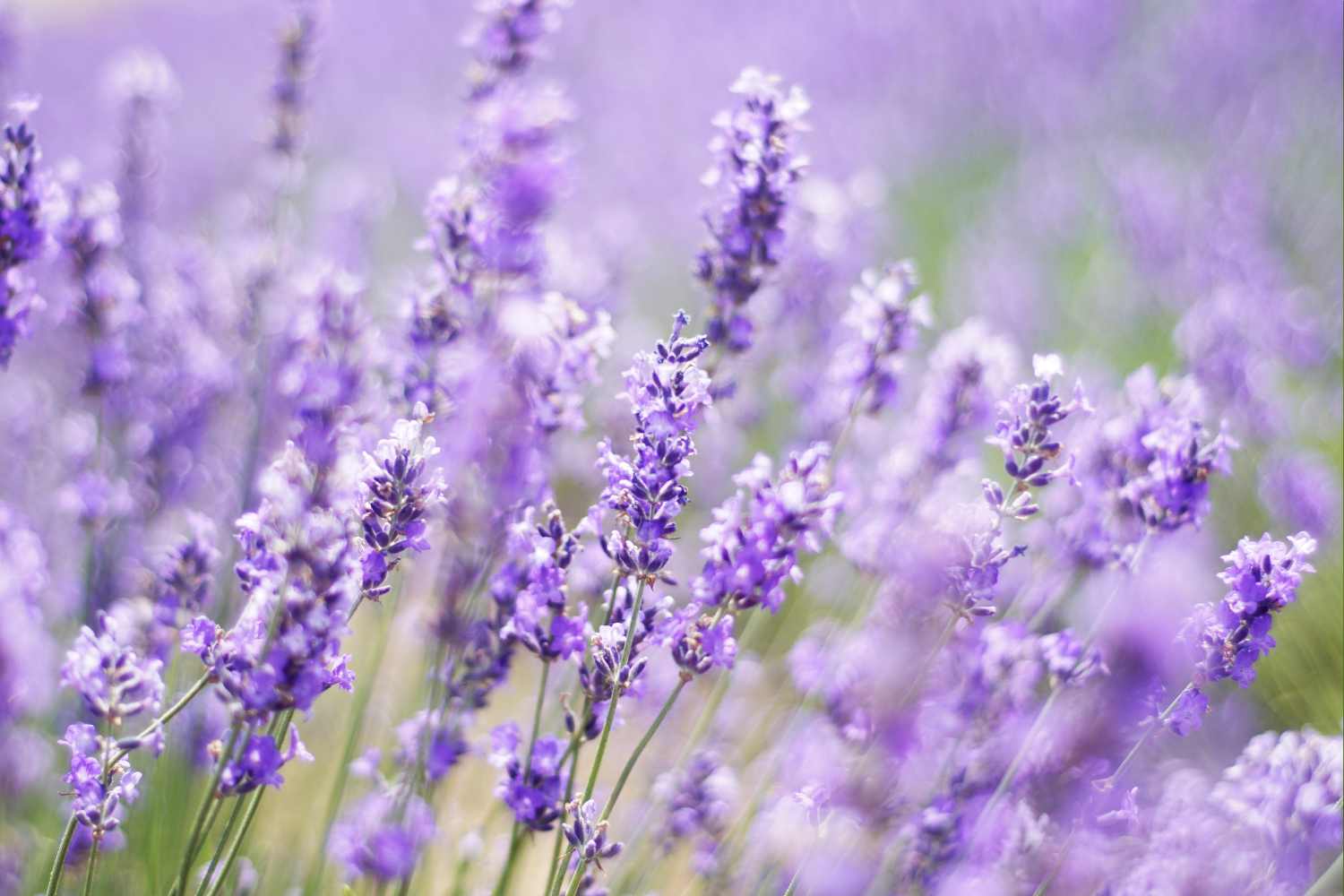 lavender