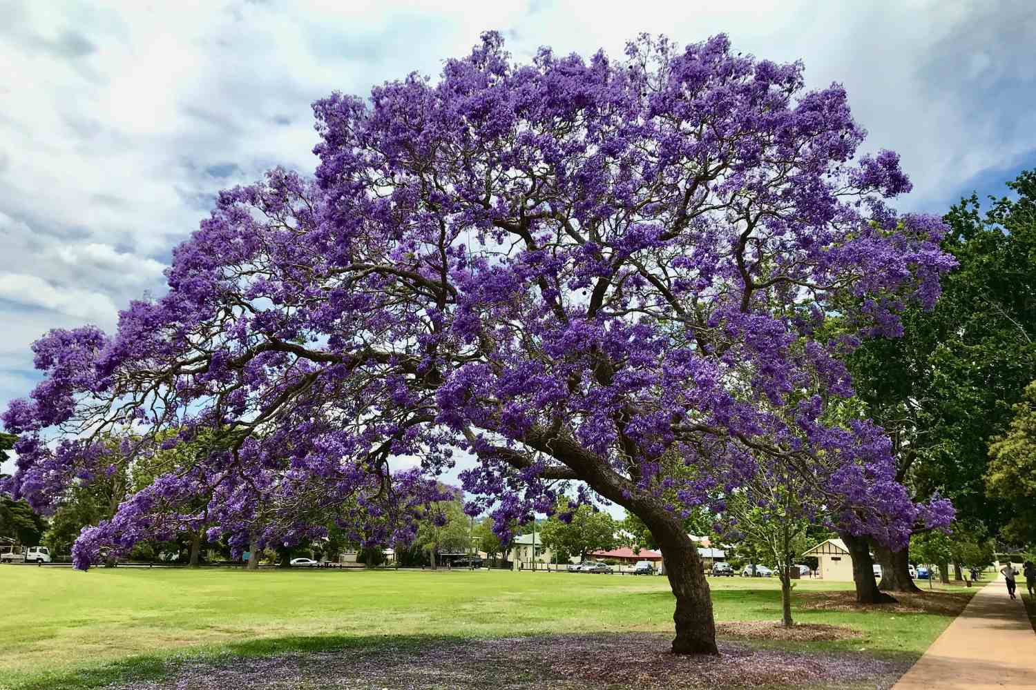 jacaranda