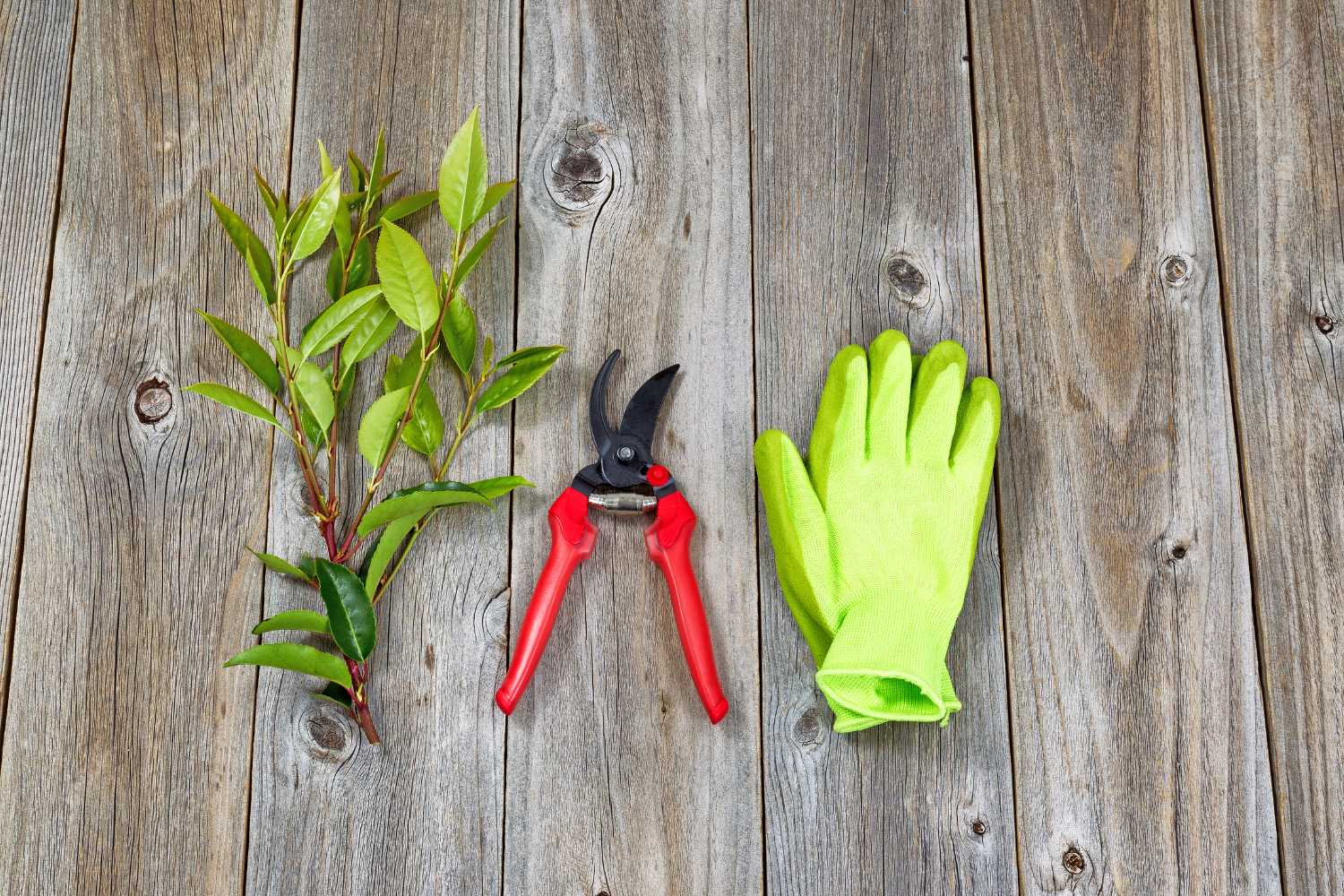 pruning tools