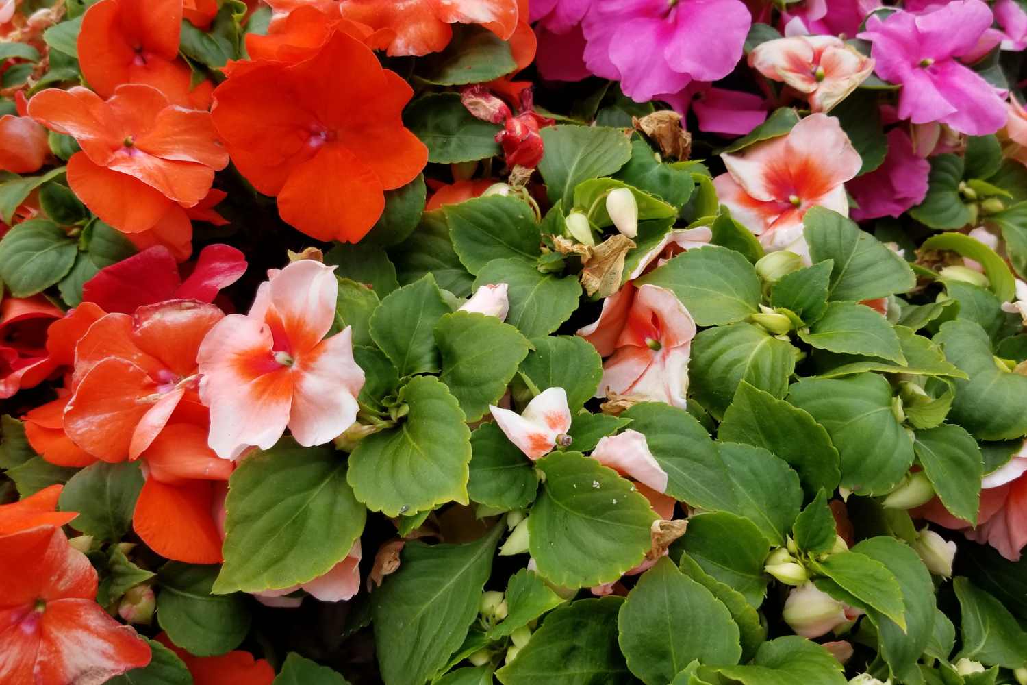 Impatiens Walleriana