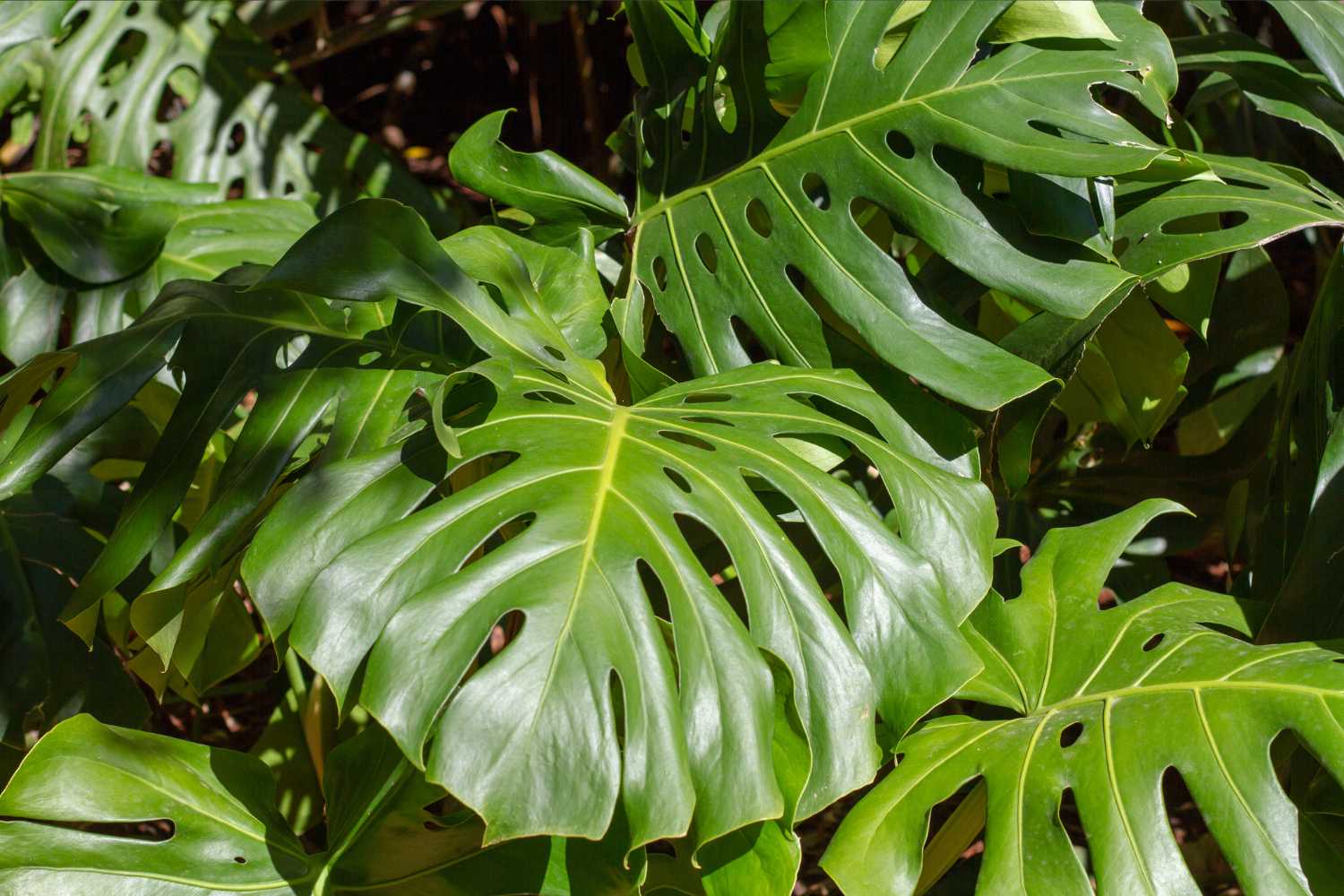 monstera deliciosa