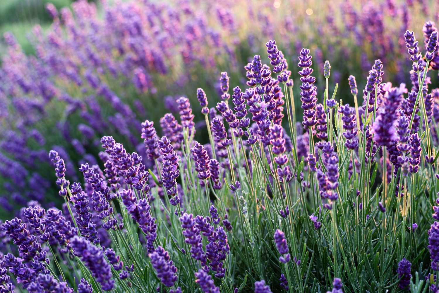 lavender