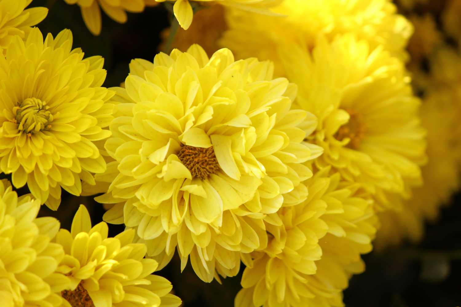 chrysanthemum