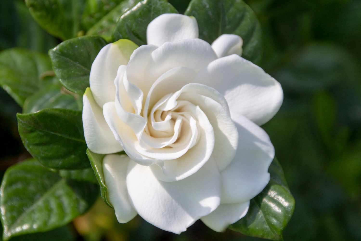gardenia