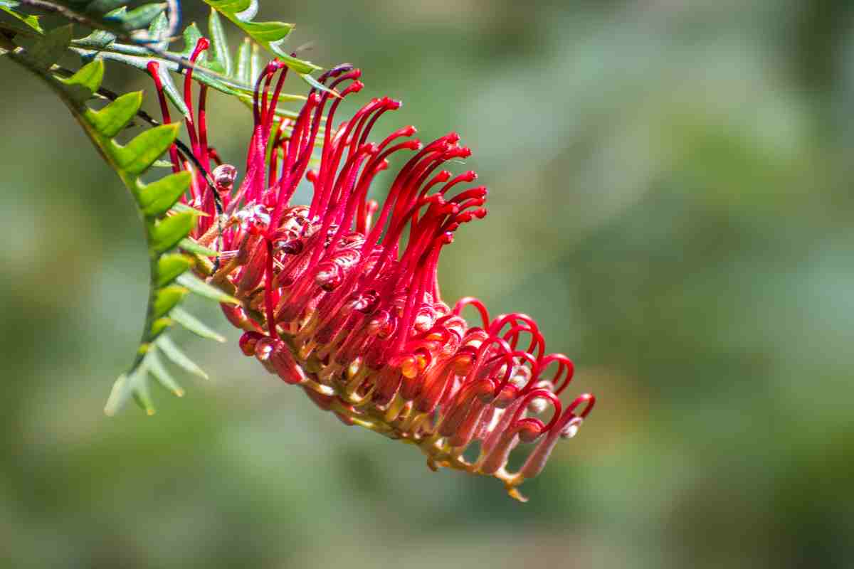 Grevillea