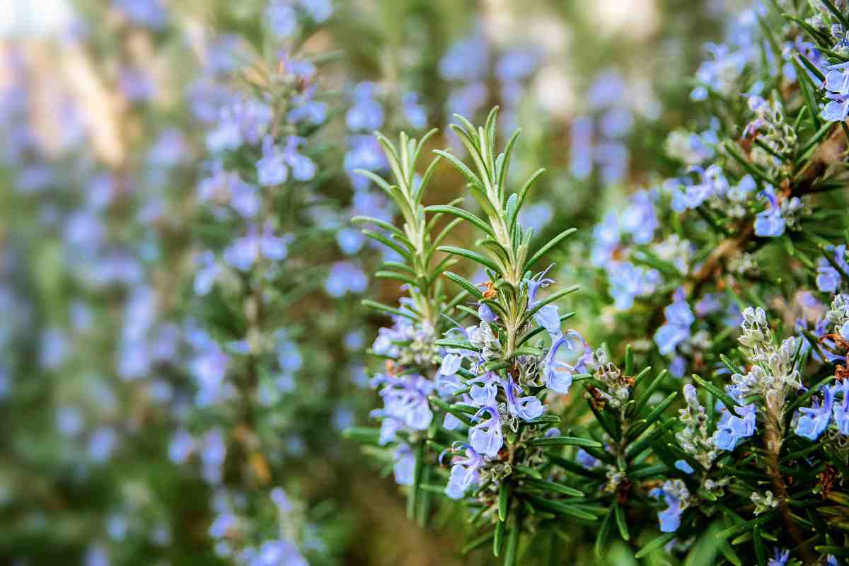 rosemary