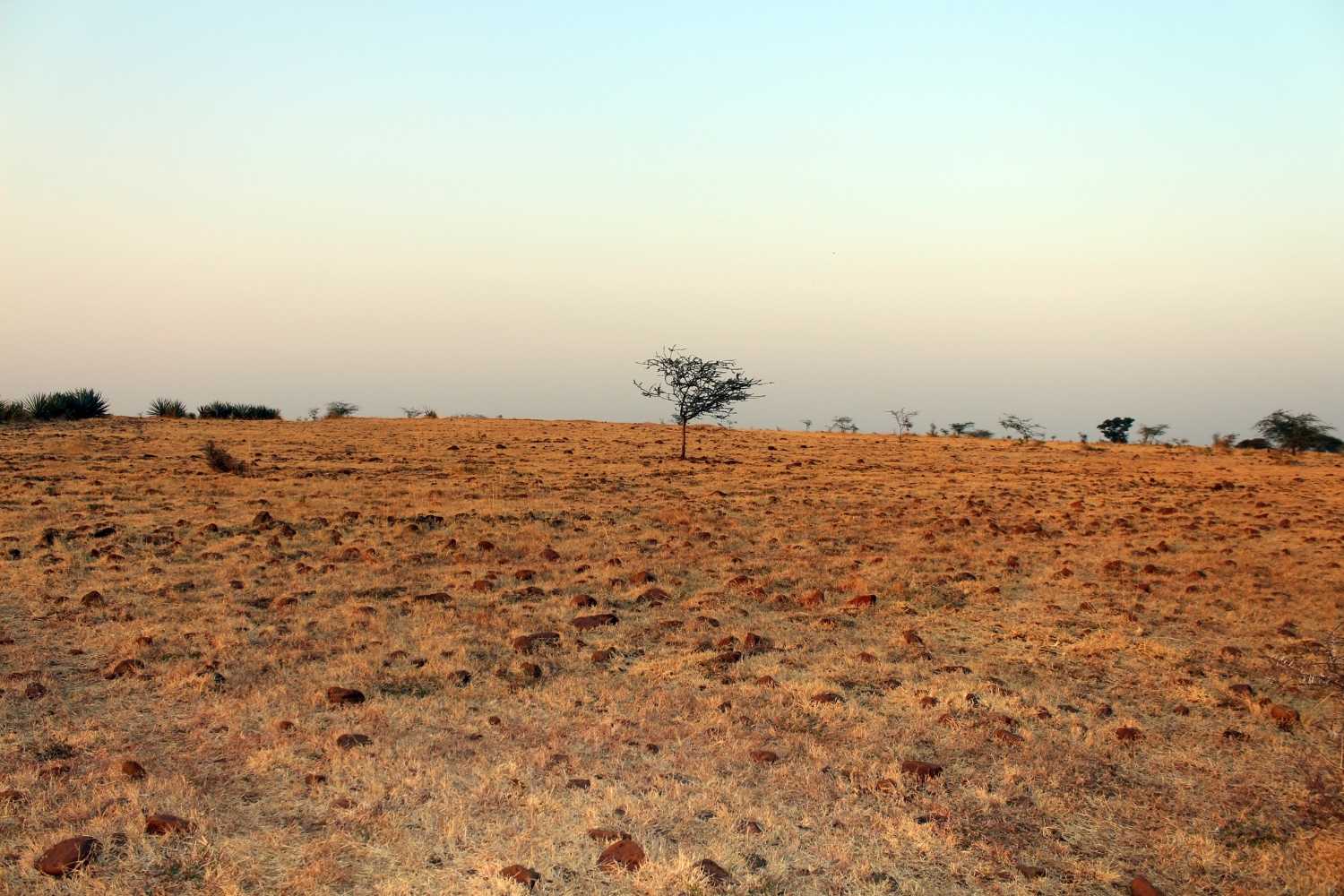 arid