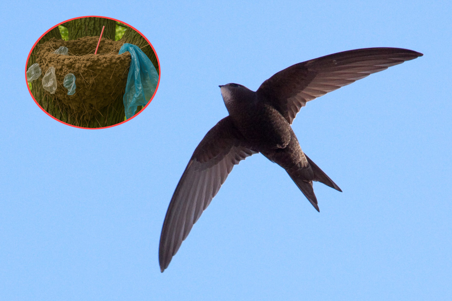 Nidi rondoni plastica