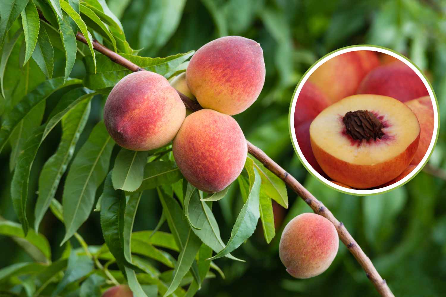albero di pesco
