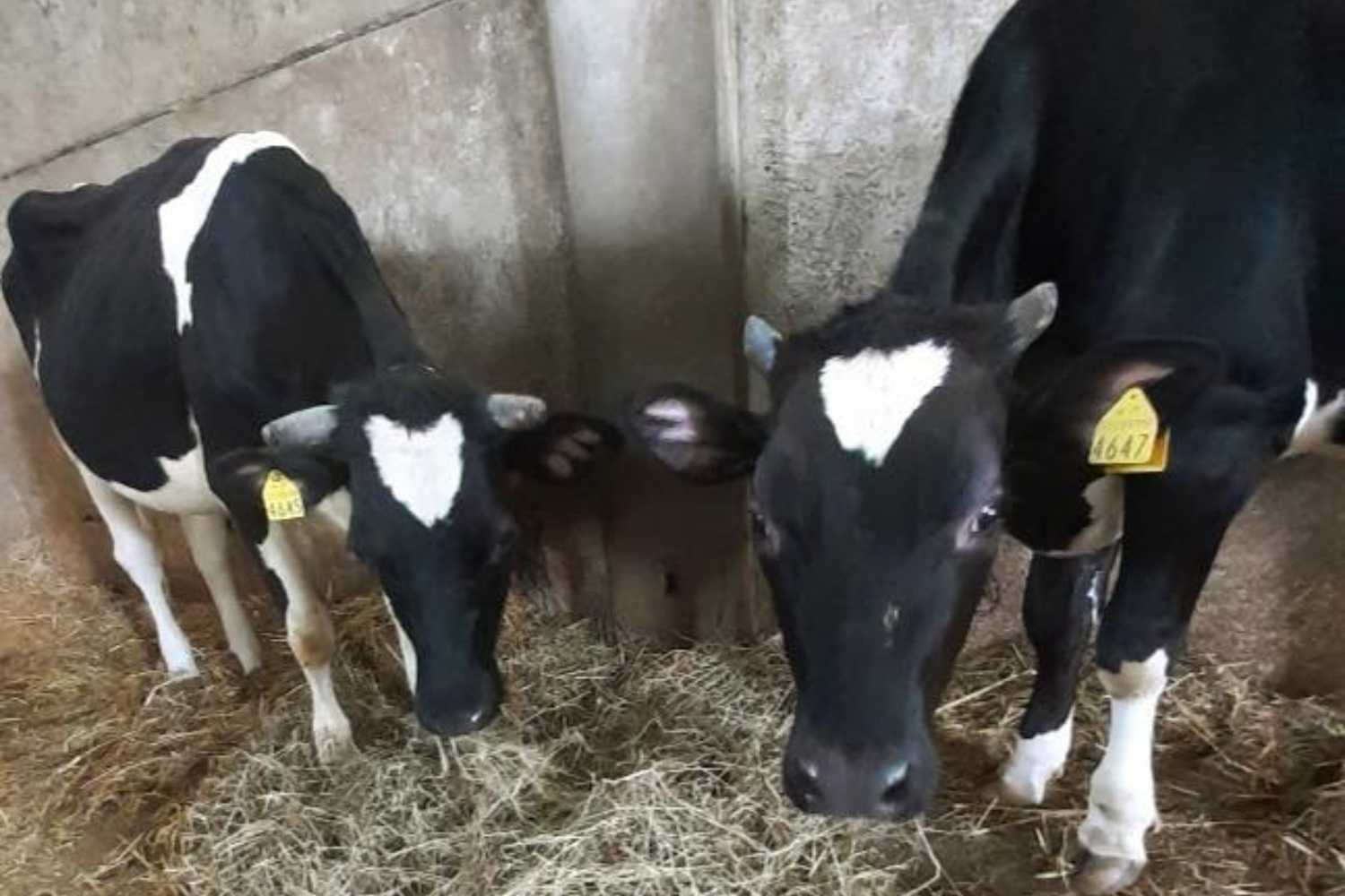 Mucche allevatore morto