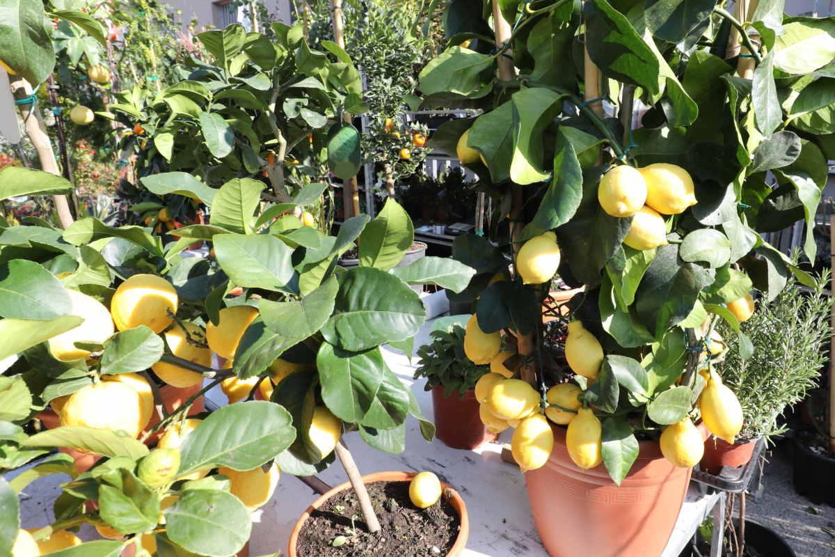 lemon tree