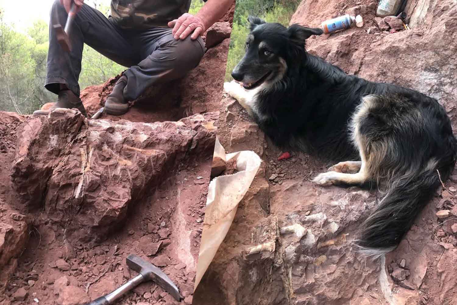 titanosauro in Francia