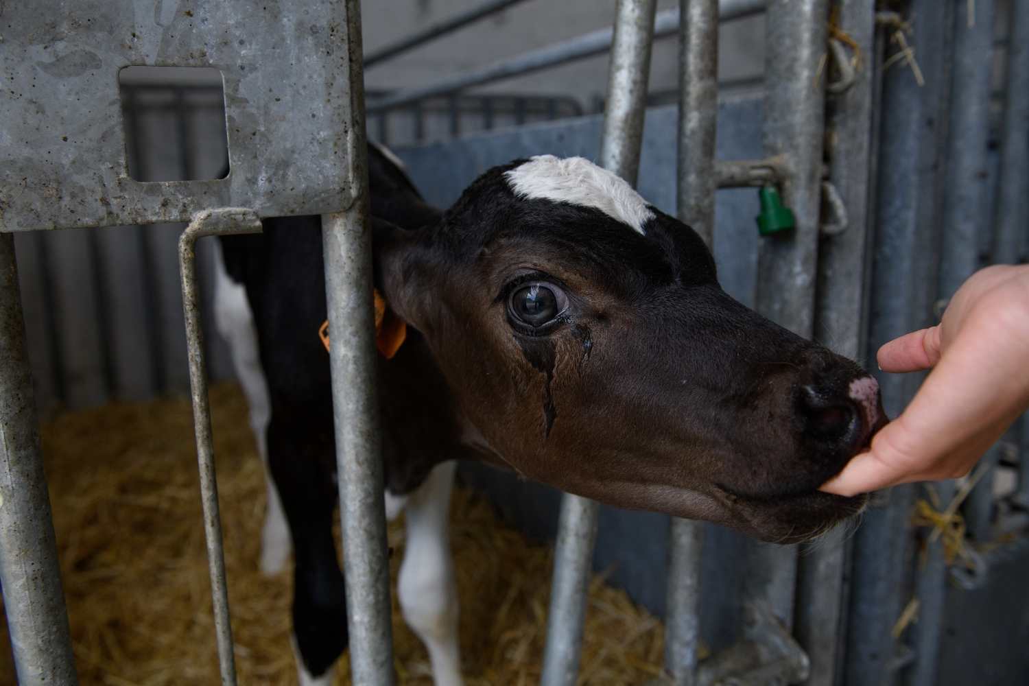 inchiesta animal equality mucche vitelli