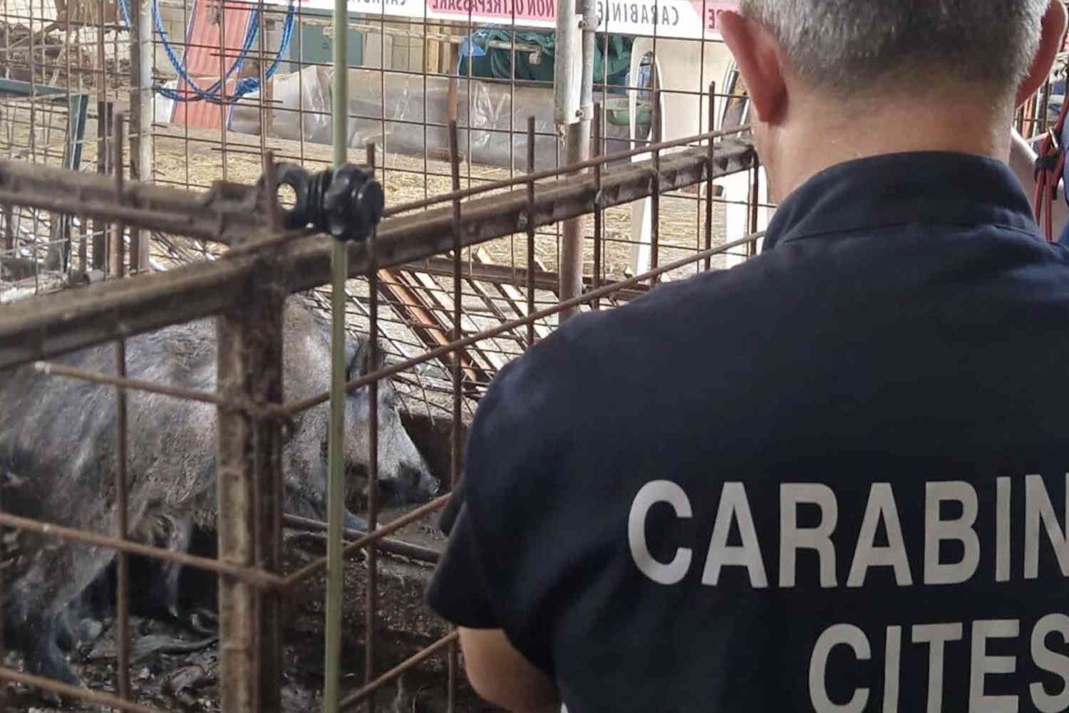 Kidnapping of the unparalleled refuge of the last: what happened to the animals?