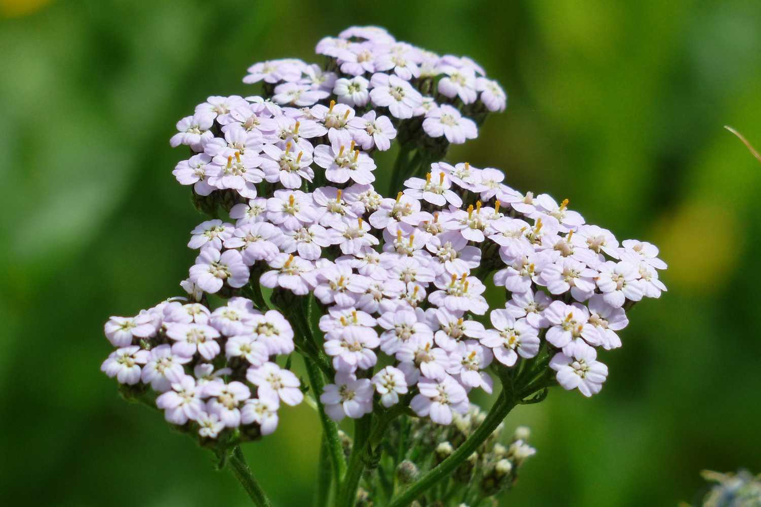 Achillea Millefolium