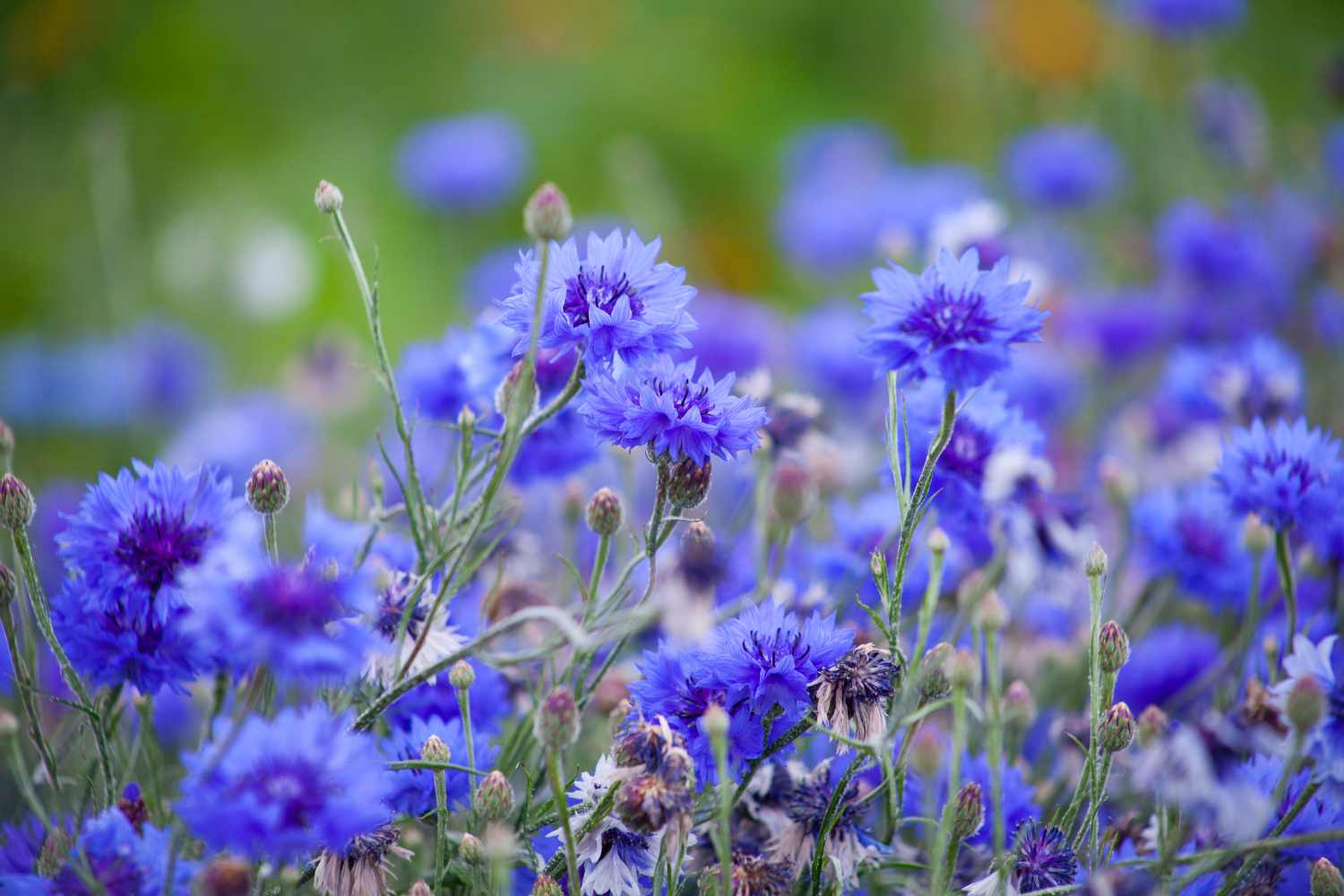 cornflower