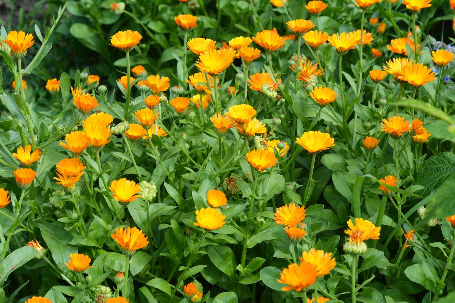 Calendula Officinalis