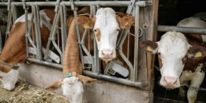 More sustainable livestock farming: FAO approves the first global plan to reduce antibiotics and protect animals and the climate