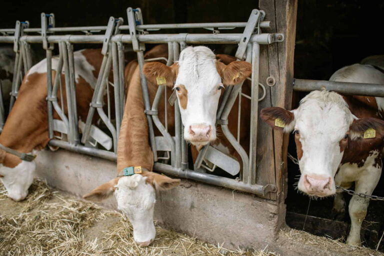 Farm Shock The climatic crisis breaks down on the farms that triggered it: the ...