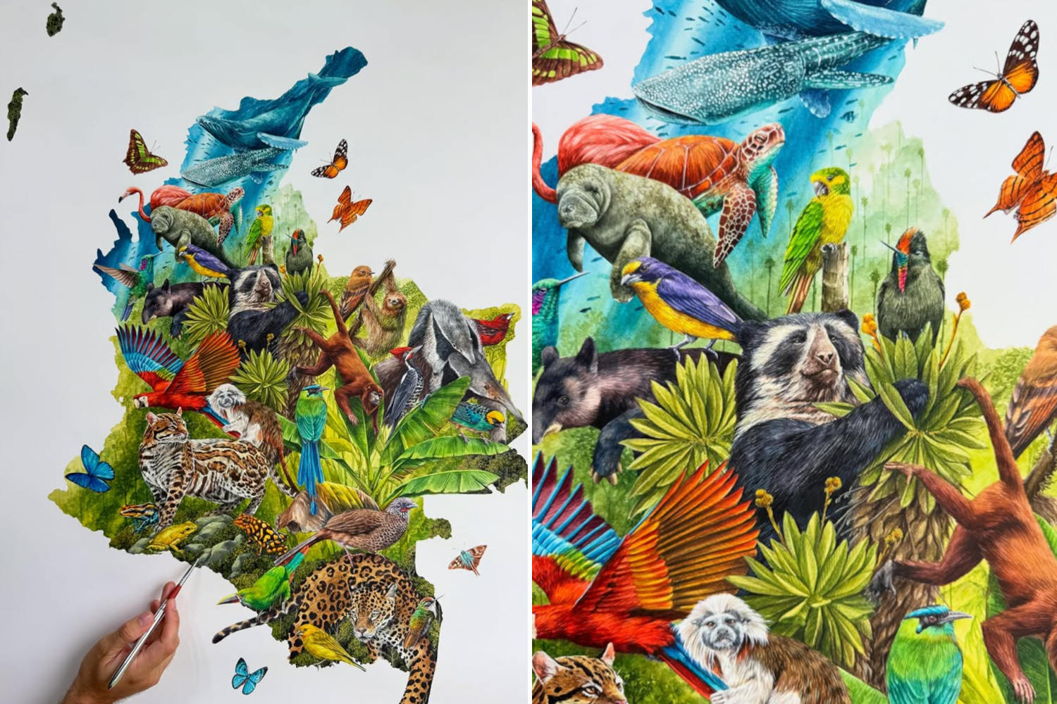 Mappa biodiversità Colombia