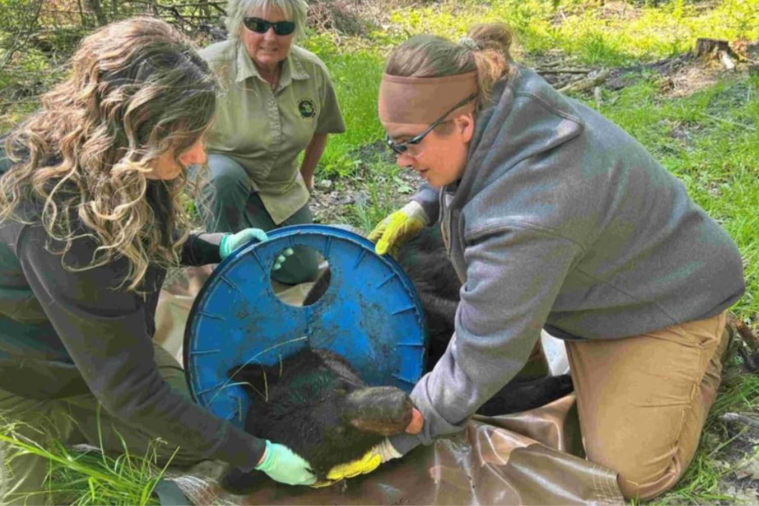 orso intrappolato coperchio