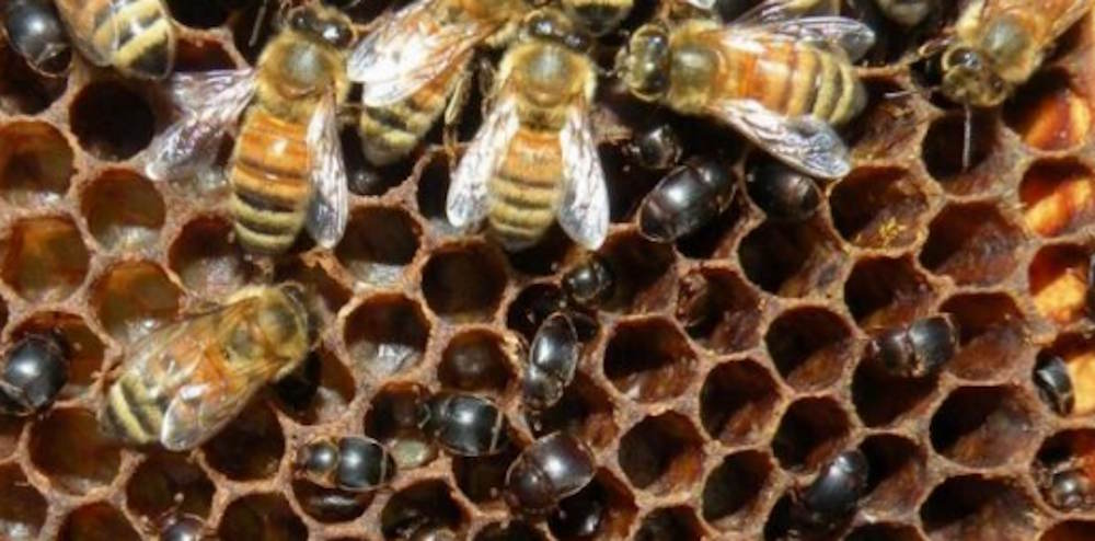 Aethina Tumida Contamination Alvear