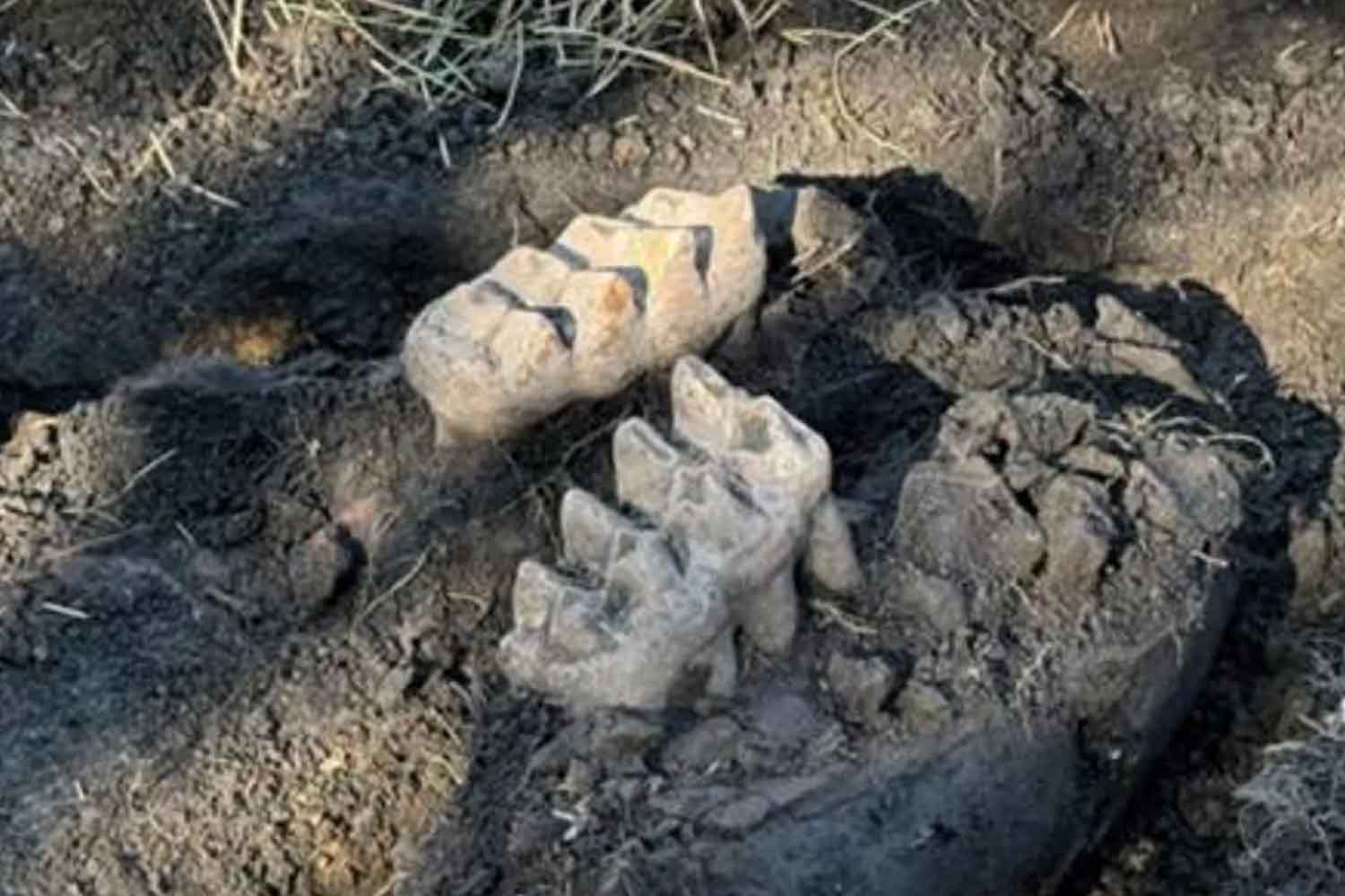 Mandibola completa di mastodonte rinvenuta nella contea di Orange, New York State Education Department