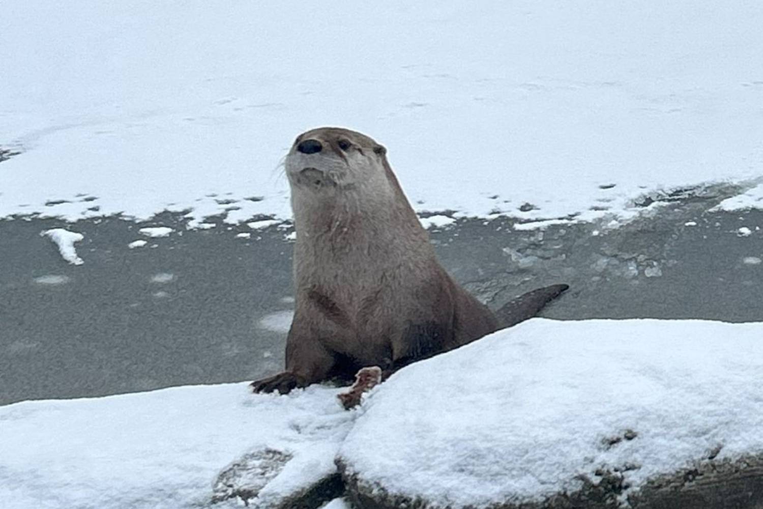 Lontra NEW Zoo libera