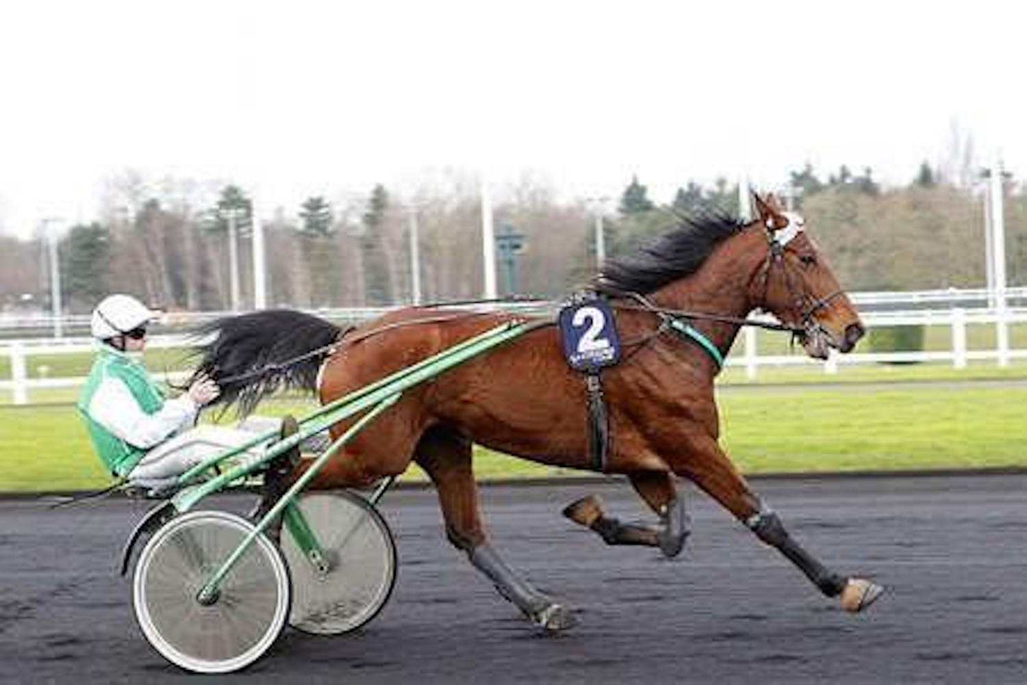 Don't call them accidents! Another horse died of our questionable fun, we can no longer