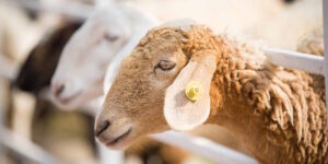Bluetongue alarm in the United Kingdom, over 3300 outbreaks: all of Scotland becomes a restriction zone