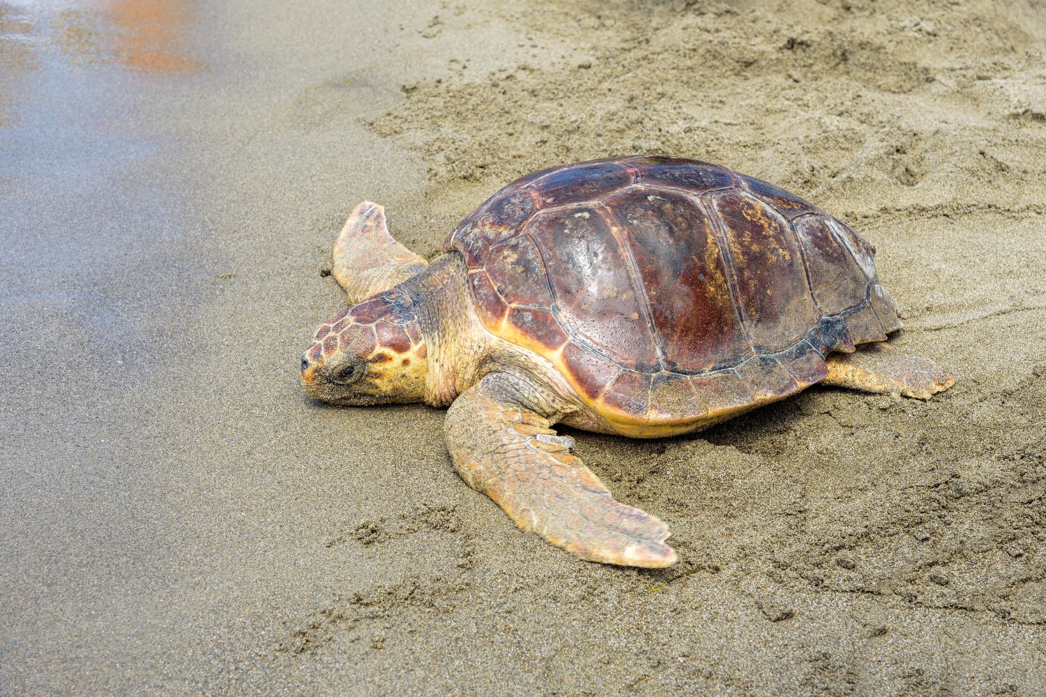 tartaruga caretta caretta
