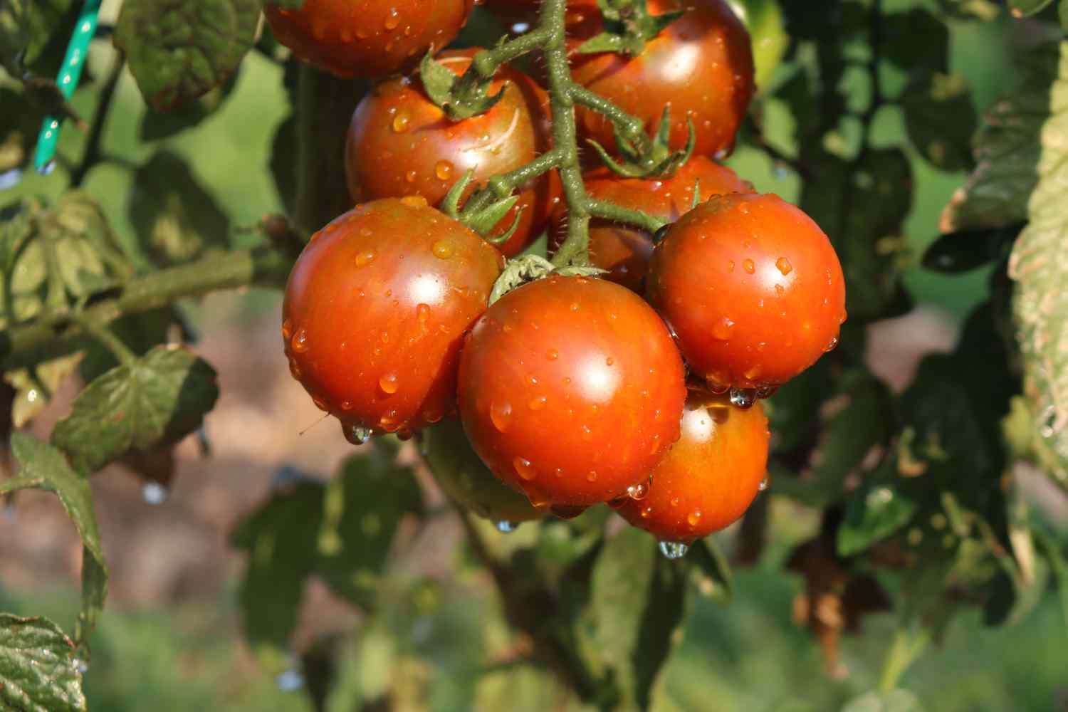 Sardinian tomato