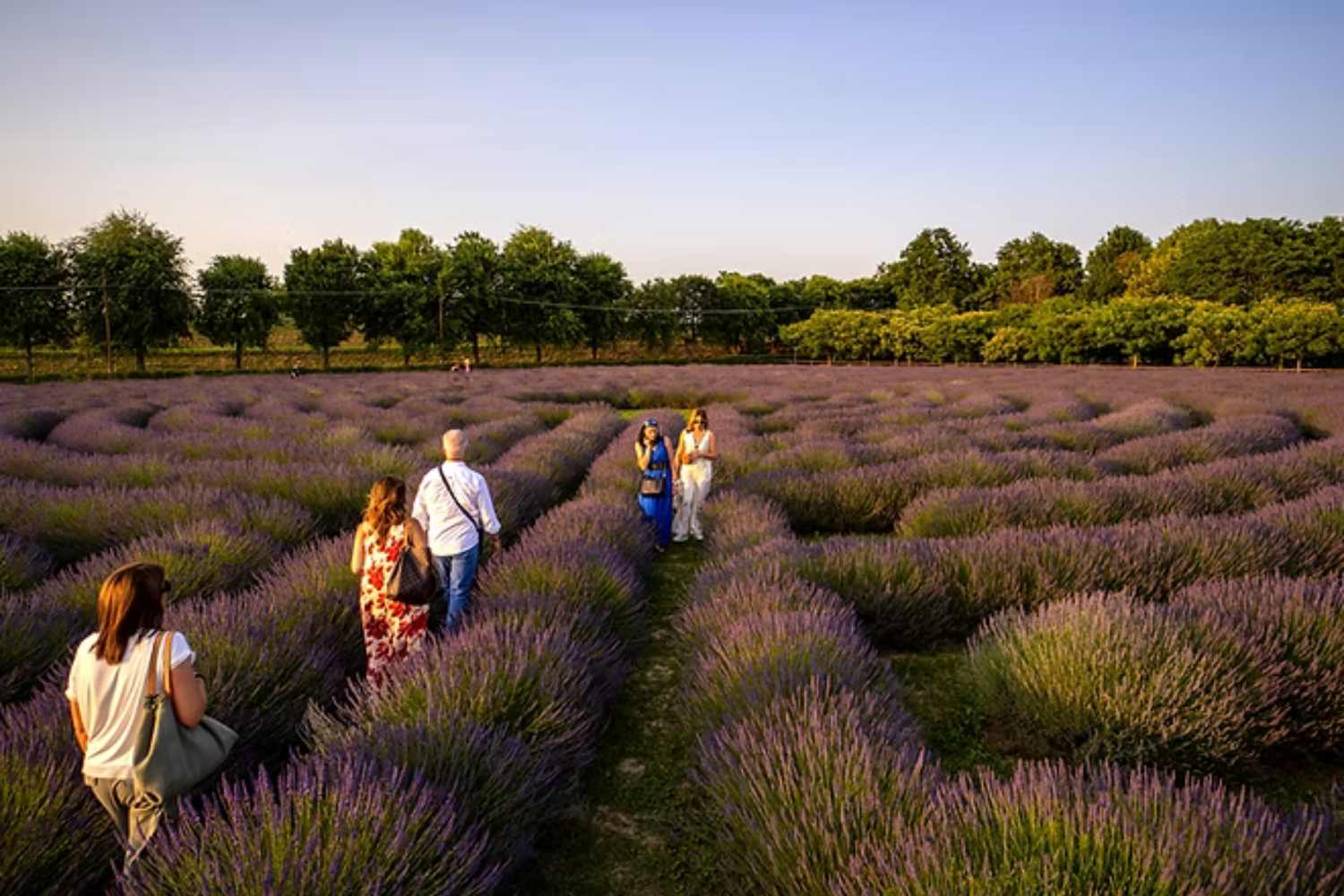Lavender labyrinth 2
