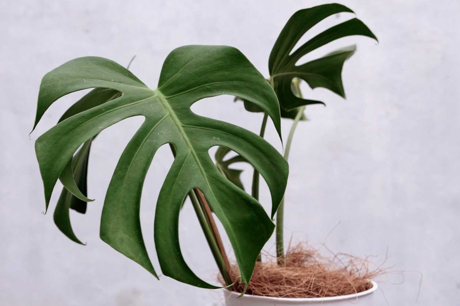 Monstera deliciosa