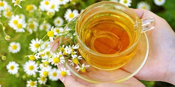 Tisa chamomile