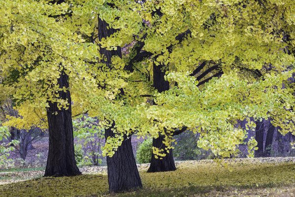 4. Ginkgo Biloba